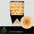 Гербера-Gerbera-Carlita Diamond-45cm 16b505ed-0edc-11f0-0a80-1a440009d004