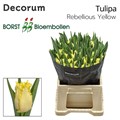 Тюльпан-Tulip-Rebellious Yellow-36cm-36gr 16bb73b0-e14c-11ef-0a80-17f1006d7268