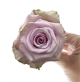 Роза-Rosa-Acapella-50cm-AG 16bbeaa8-bfa9-11ec-0a80-0b4c000affd4