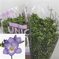Фрезия-Freesia-En Palermo-55cm 16bc53ee-6e29-11ef-0a80-153d00168983