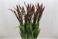 Хазманта-Chasmanthe-Saturnus-80cm 16bdd53c-8598-11ef-0a80-13ee00072f97