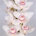 Цимбидиум-Cymbidium-T Snowbird-60cm 01aac360-8bf4-11ed-0a80-070800d38cf3