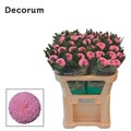 Хризантема одн-Chrysant Gr-Momoko-70cm 16c8e7dd-bfa6-11ec-0a80-0b4c00087c4c