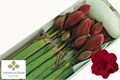 Амариллис St-Hippeastrum St-Dg Red Symphony-85cm 16c9447c-63e5-11ed-0a80-048c003b53fc