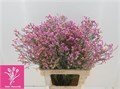 Лимониум-Limonium-Sin Princess Dia-70cm-30gr 16cb63d8-efdf-11ec-0a80-0e4d00165034