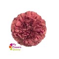 Гвоздика ст-Dianthus st-Vortex-70cm 16cce679-6e29-11ef-0a80-153d0016898c