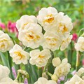 Нарцисс-Narcissus-Du Abba-45cm-30gr 16d8e73f-0edc-11f0-0a80-1a440009d00d