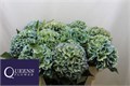 Гортензия-Hydrangea-M Roy Sympho Cl-70cm 16da2af9-9d66-11f0-0a80-00e30000beae