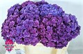 Гортензия-Hydrangea-Anastasia-80cm 16de2844-6e29-11ef-0a80-153d0016898f