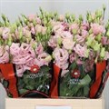 Лизиантус G-Lisianthus G-Big Sun Alissa L Pink-70cm 16e5c0c6-6e29-11ef-0a80-153d00168995