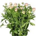 Ранункулус-Ranunculus-Co Mag Caramel-64cm-40gr 17061dd9-8598-11ef-0a80-13ee00072f9d