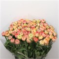 Ранункулус-Ranunculus-El Salmon-40cm-25gr 170ab565-8598-11ef-0a80-13ee00072fa0