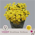 Хризантема куст-Chrysant Tr-Stallion Yello-70cm-70gr 170b81b1-9d66-11f0-0a80-00e30000beb7