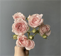 Роза куст-Rosa sp-Fairy Kiss Pink-/53cm-Ti 17121fec-ee4c-11ee-0a80-0784001b1478