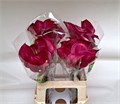 Калла-Zantedechia-Beijing-70cm 1715beca-8598-11ef-0a80-13ee00072fa3