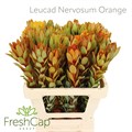 Леукадендрон-Leucadendron-Nervosum Orange-60cm 1717a87f-0edc-11f0-0a80-1a440009d016