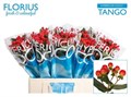 Хиперикум-Hypericum-Coco Tango-/60cm 17185c5b-d65c-11ee-0a80-03a300006563