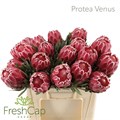 Протея-Protea-Venus-50cm 01b2dbb7-bfa5-11ec-0a80-0b4c00078058