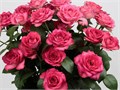 Роза куст-Rosa sp-Bella Linda Cerise-50cm-RS 17258e4f-d272-11ee-0a80-0cba00252ea0
