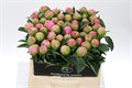 Пион-Paeonia-Jacorma-60cm 172ac1be-efdf-11ec-0a80-0e4d00165043