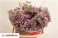 Ваксфлауэр-Chamelacium- Un Sexy Pop-80cm-100gr 173dace6-63e5-11ed-0a80-048c003b542a