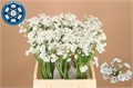 Аллиум-Allium-Flocon-45cm 173e6a9c-aef3-11ef-0a80-11b90147220c