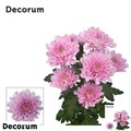 Хризантема куст-Chrysant Tr-Kalimba-70cm-90gr 17492fcd-efdf-11ec-0a80-0e4d00165049