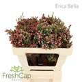 Эрика-Erica-Bella-50cm 174c8acb-aef3-11ef-0a80-11b90147220f