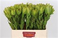 Леукадендрон-Leucadendron-Rosette-60cm 1755ff36-63e5-11ed-0a80-048c003b543f