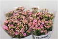 Каланхое-Kalanchoe-Taffy Pin Meadow-40cm 17565ce2-bfa5-11ec-0a80-0b4c00079613