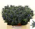 Эрингиум-Eryngium-Orion Qstar-60cm 01bbf08a-8bf4-11ed-0a80-070800d38cf6