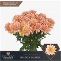 Хризантема куст-Chrysant Tr-Baltica Salmon-70cm-95gr 1759e330-0edc-11f0-0a80-1a440009d01c