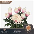 Хризантема одн-Chrysant Gr-G Antonov Klb H%-65cm-100gr 17671d76-0edc-11f0-0a80-1a440009d022