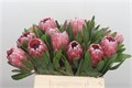 Протея-Protea-Pink Ice--60cm 01bbfc76-bfa5-11ec-0a80-0b4c00078061