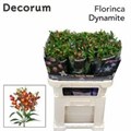 Альстромерия-Alstroemeria-Fl Dynamite-75cm 176f8652-8598-11ef-0a80-13ee00072fac