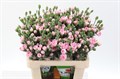 Гвоздика куст-Dianthus Tr-Pink Lady X10-65cm 1770d24f-63e5-11ed-0a80-048c003b5442