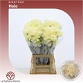 Гвоздика ст-Dianthus st-St Halo-75cm 1771646d-0edc-11f0-0a80-1a440009d026