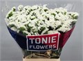 Лимониум-Limonium-S Frost Wings-80cm-65cm 1771a8e6-aef3-11ef-0a80-11b901472215