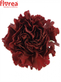 Гвоздика ст-Dianthus st-Zurigo-65cm 1771bebd-bfa4-11ec-0a80-0b4c00069ee3