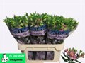 Альстромерия-Alstroemeria-Fl Joy Ride-75cm 1773473a-8598-11ef-0a80-13ee00072faf