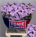 Лимониум-Limonium-S Tonie Lavender-80cm-100gr 1773c13d-aef3-11ef-0a80-11b901472218