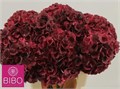 Гортензия-Hydrangea-M Ruby Dark Bordeaux-65cm-21gr 1781b284-efdf-11ec-0a80-0e4d00165055