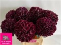 Гортензия-Hydrangea-M Ruby Purple-80cm-22gr 178629e2-efdf-11ec-0a80-0e4d00165058