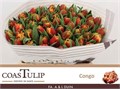 Тюльпан-Tulip-Du Congo-36cm-40gr 1787b79d-0edc-11f0-0a80-1a440009d032