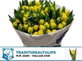 Тюльпан-Tulip-Du Volcan D Or-44cm-44gr 178b910c-0edc-11f0-0a80-1a440009d03f