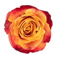Роза-Rosa-Silantoy-50cm-IS 17960aa9-ad6b-11ef-0a80-140b007ad329
