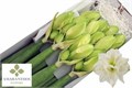 Амариллис St-Hippeastrum St-Dg Whi Symphony-85cm 17984f84-63e5-11ed-0a80-048c003b5445