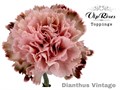 Гвоздика ст-Dianthus st-Vintage-60cm 179c9ae2-bfa4-11ec-0a80-0b4c00069f11