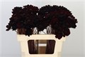 Космос-Cosmos-Black Beauty-45cm 17b6900c-bfa5-11ec-0a80-0b4c0007966e