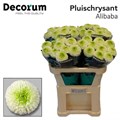 Хризантема одн-Chrysant Gr-Alibaba-70cm-75gr 01c42622-bfa6-11ec-0a80-0b4c0008665a